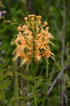 Yellow fringed orchid